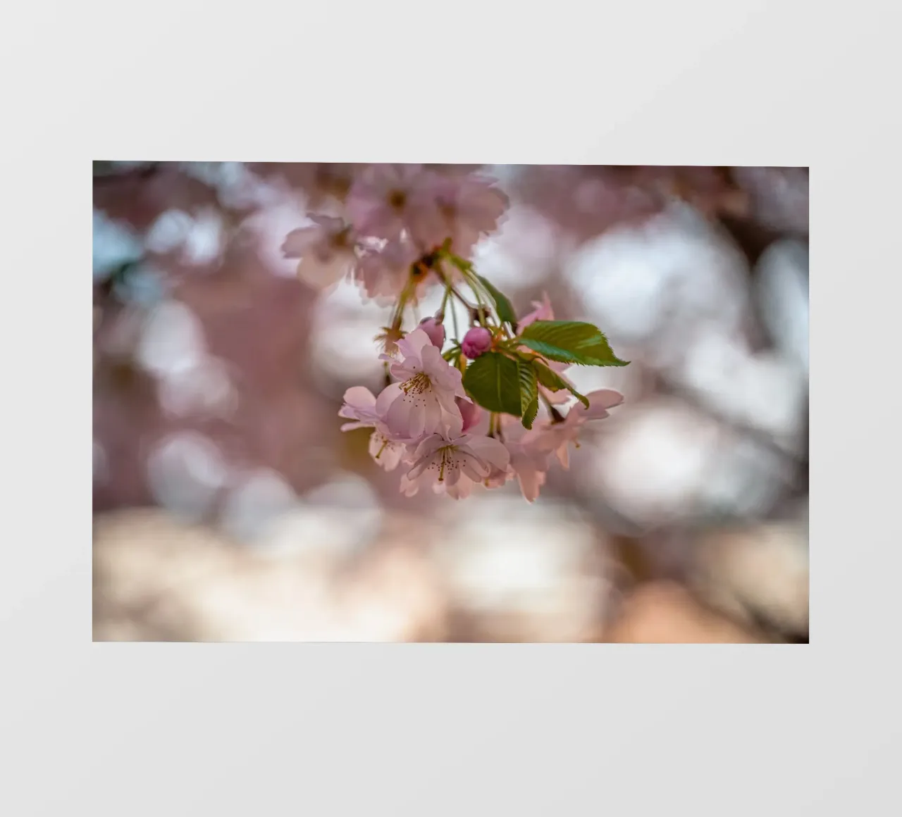 Fiori di ciliegio rosa pellicola backlit da Marcus Beckert | Fotografie