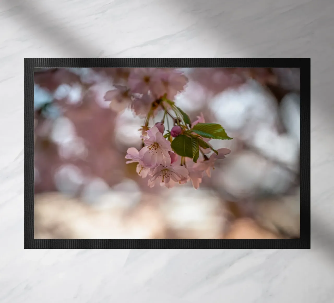 Fiori di ciliegio rosa zerbino da Marcus Beckert | Fotografie