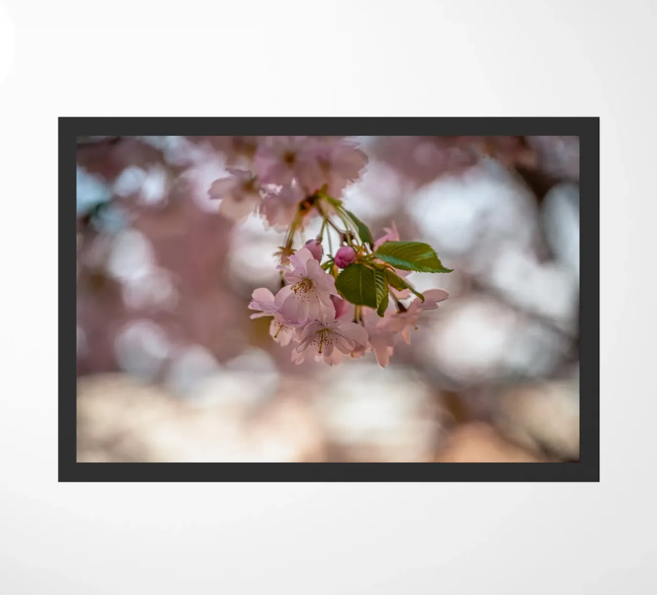 Fiori di ciliegio rosa zerbino da Marcus Beckert | Fotografie