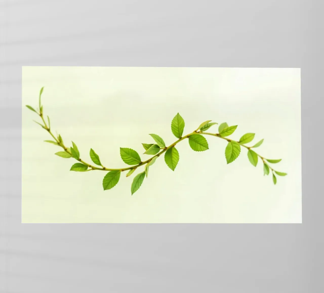 Ramo verde fresco con foglie vivaci su sfondo chiaro pellicola backlit da DesignDoodle