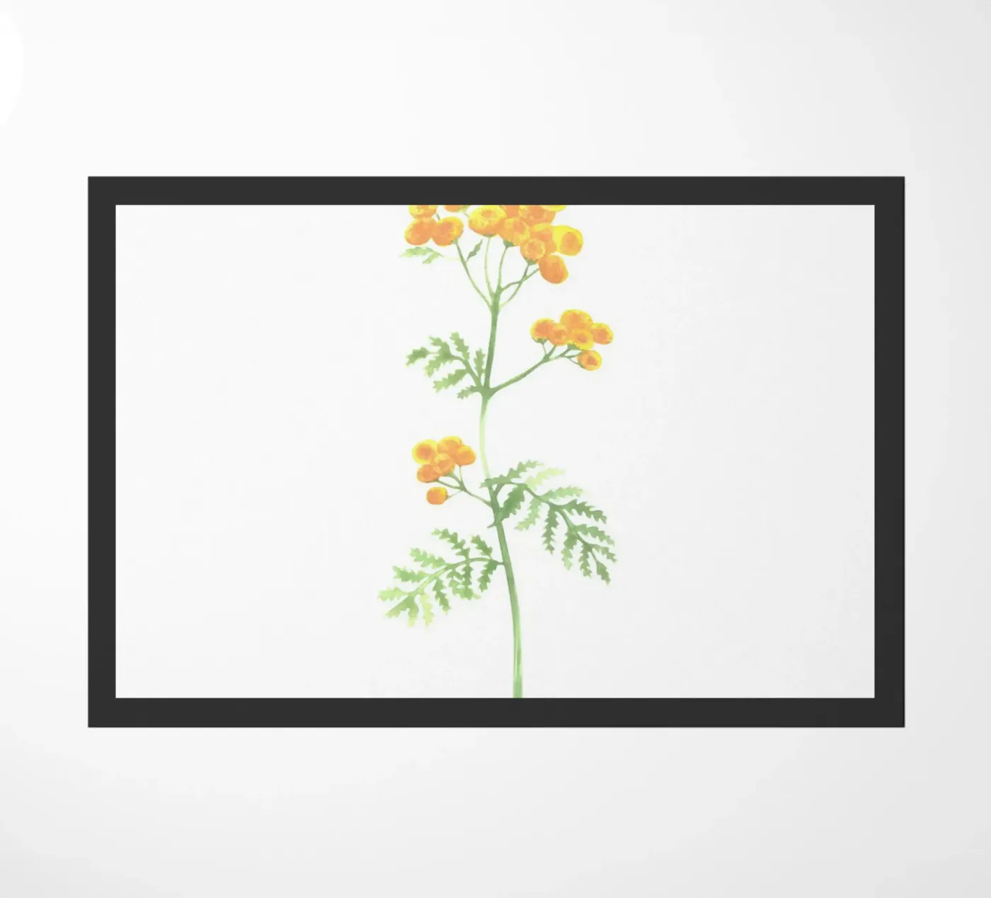 tansy zerbino da Maria Vdovichenko