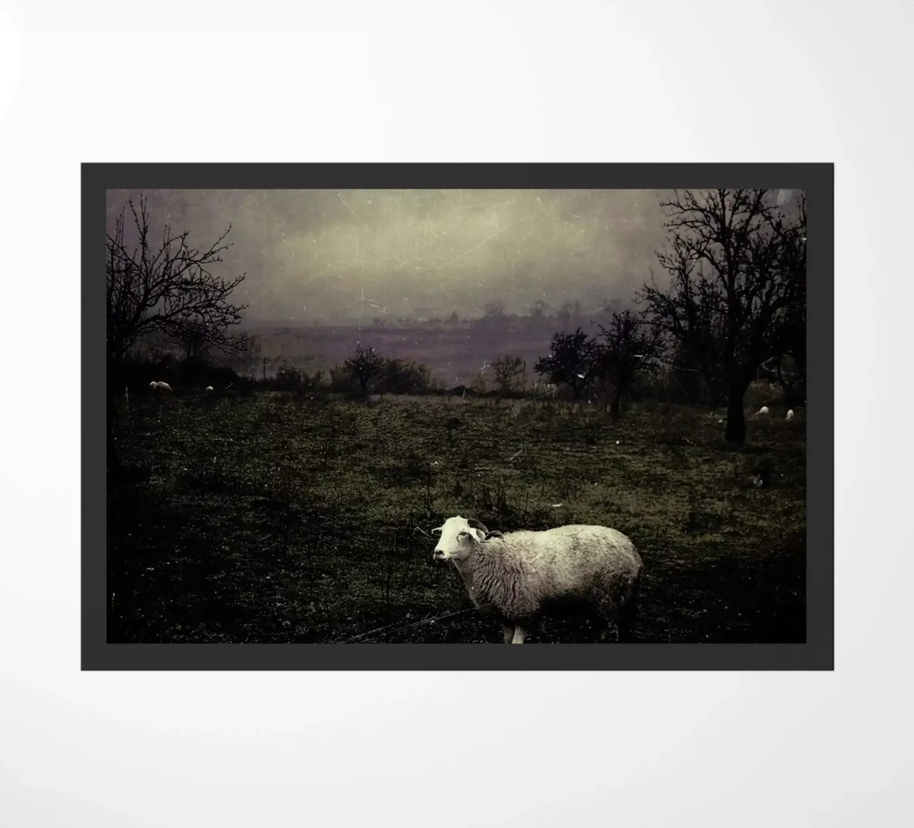 pa 2009-06 zerbino da Sarolta Bán