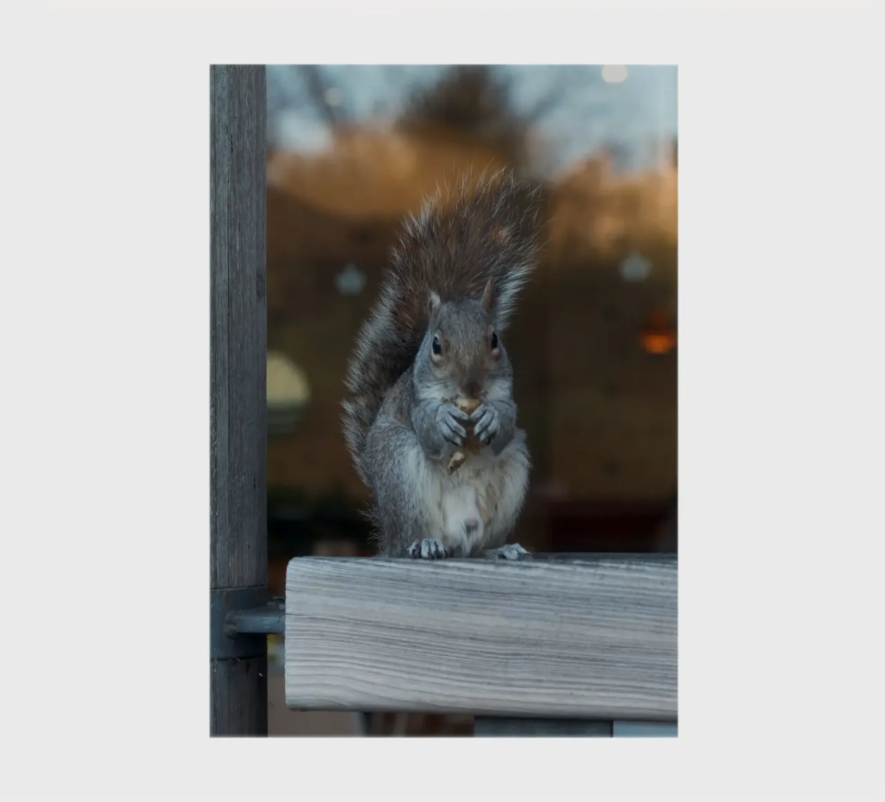 SQUIRREL notebook by Grumpz