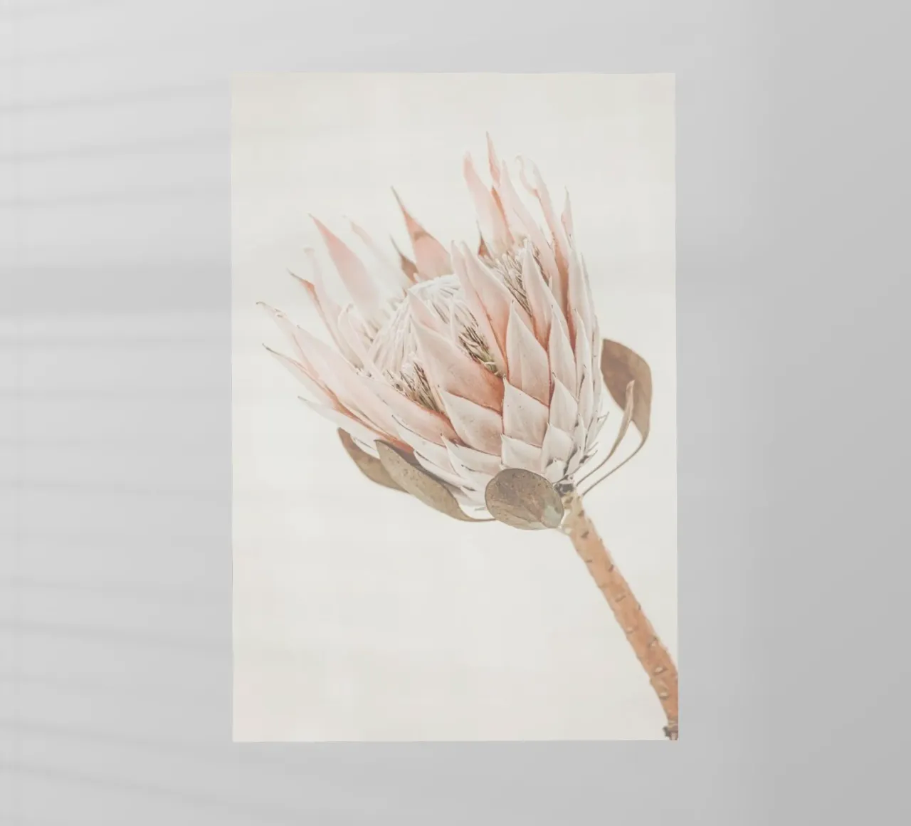 Protea pellicola backlit da Monika Strigel