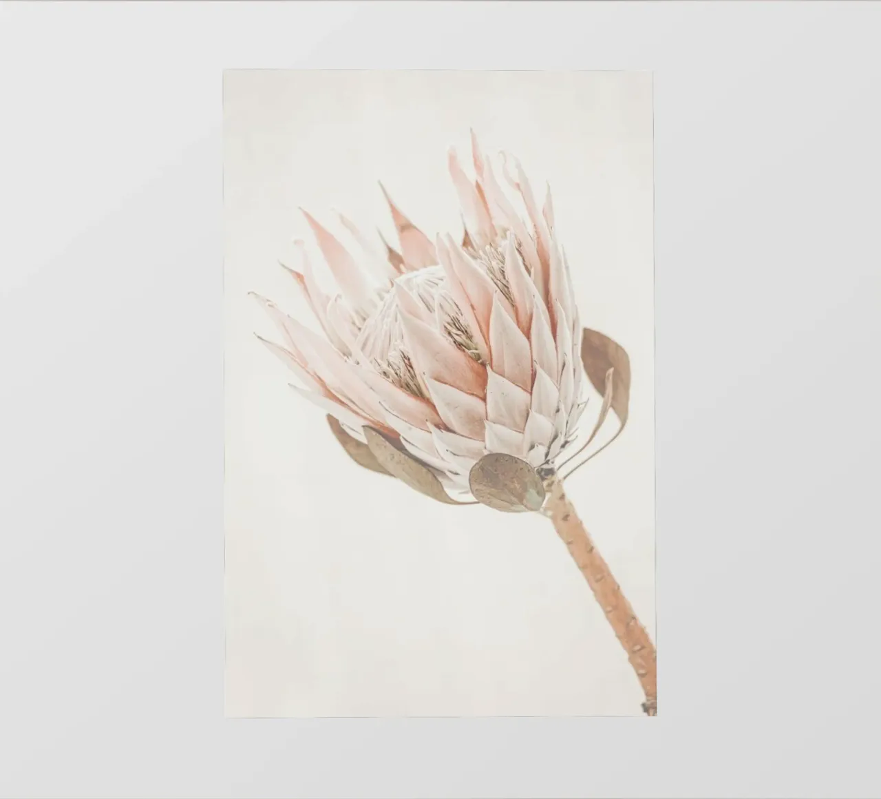 Protea fotobehang van Monika Strigel