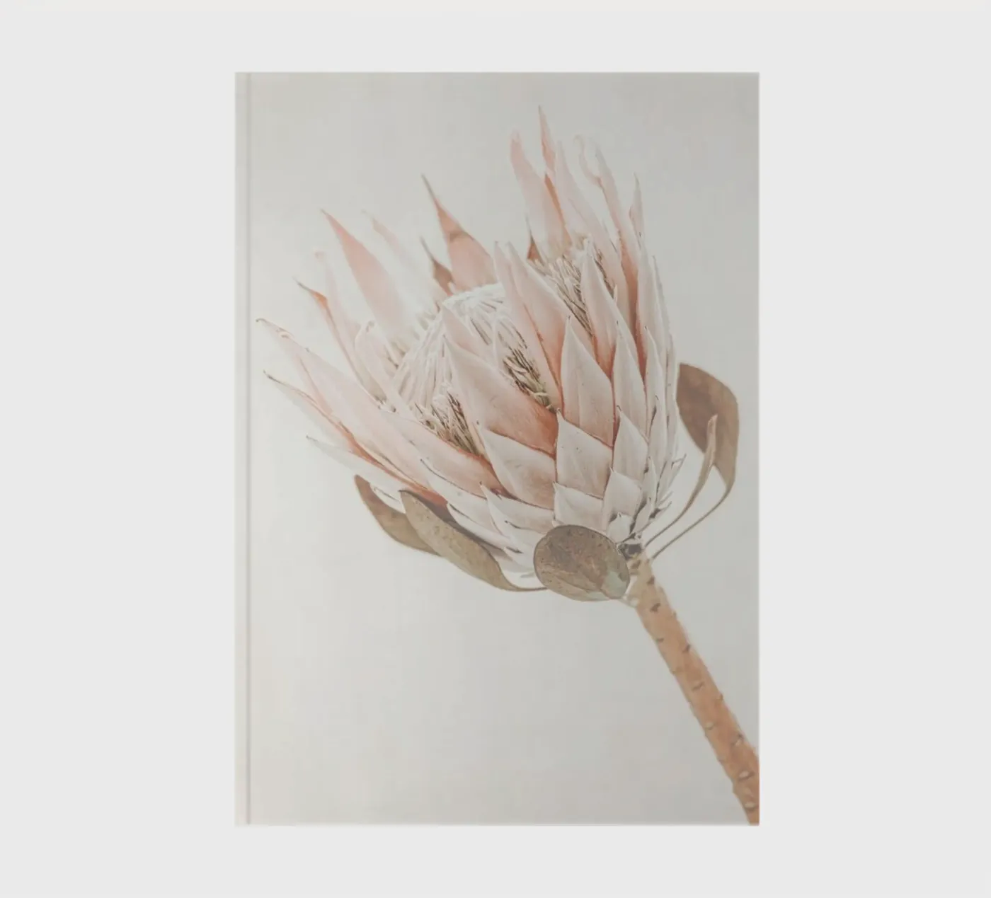 Protea notebook by Monika Strigel