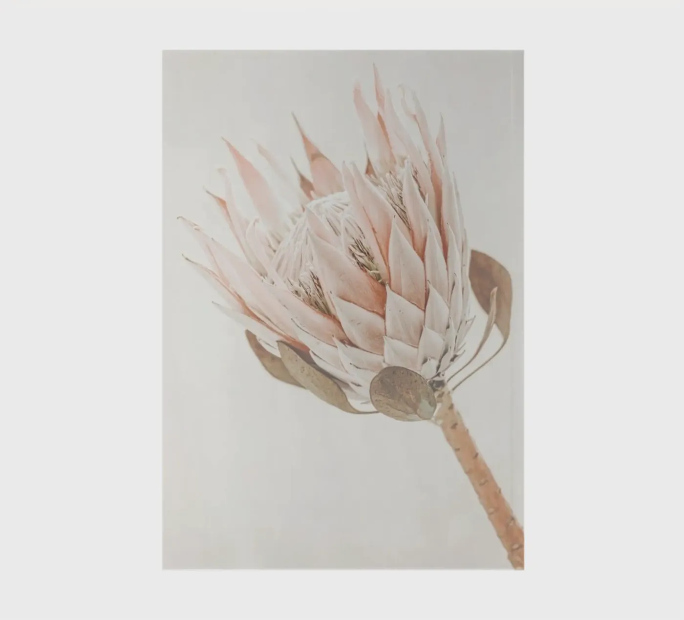 Protea notebook by Monika Strigel