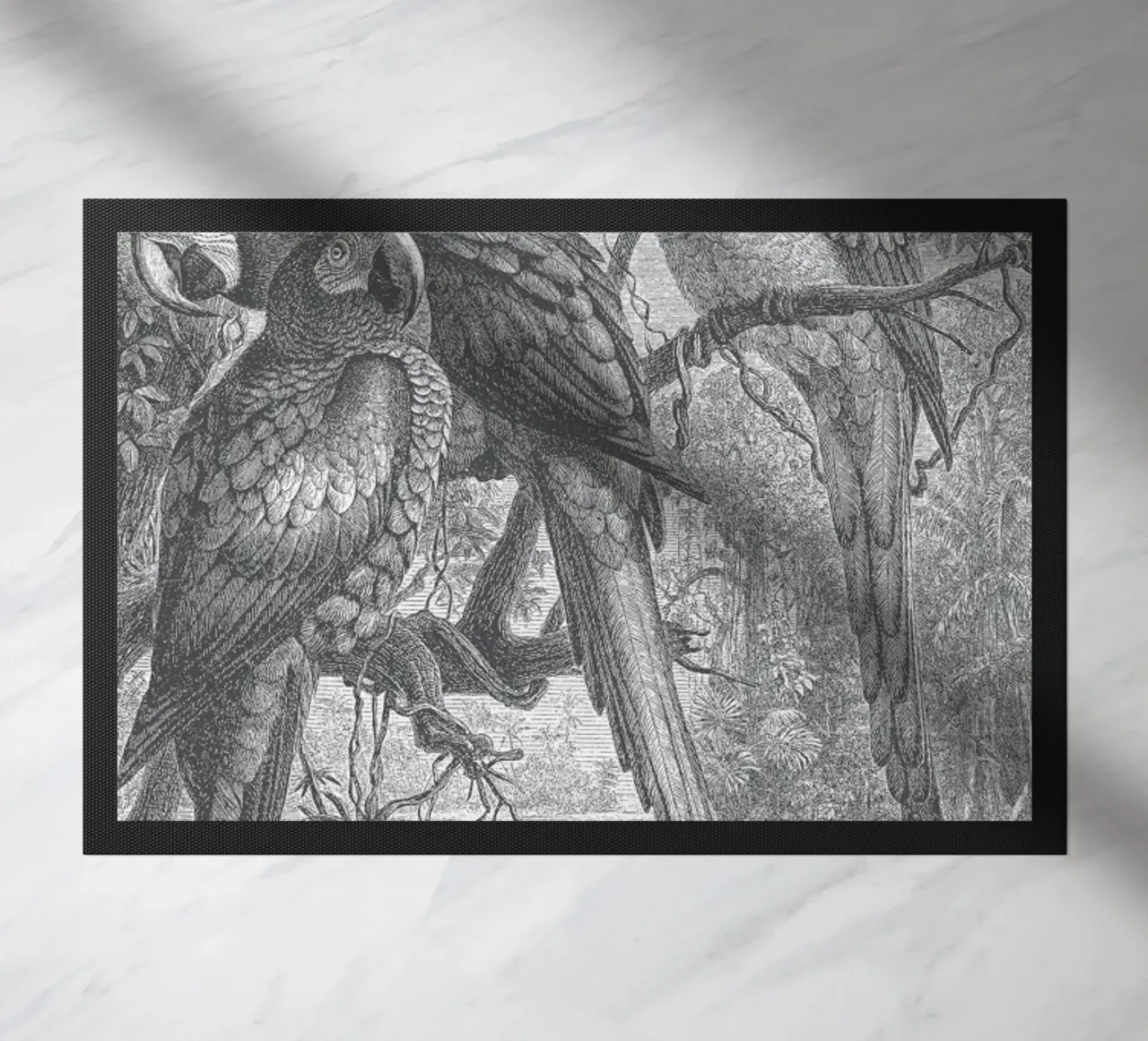 Macaws Parrots zerbino da Astër