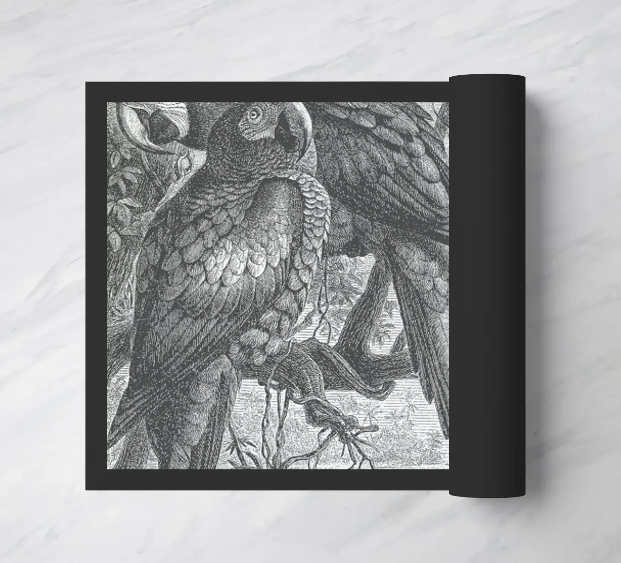 Macaws Parrots zerbino da Astër