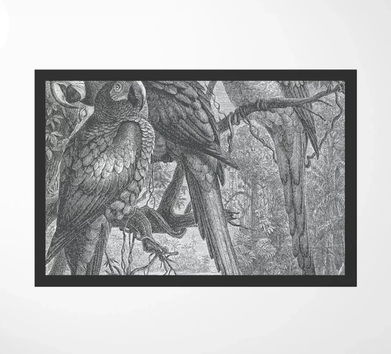 Macaws Parrots zerbino da Astër