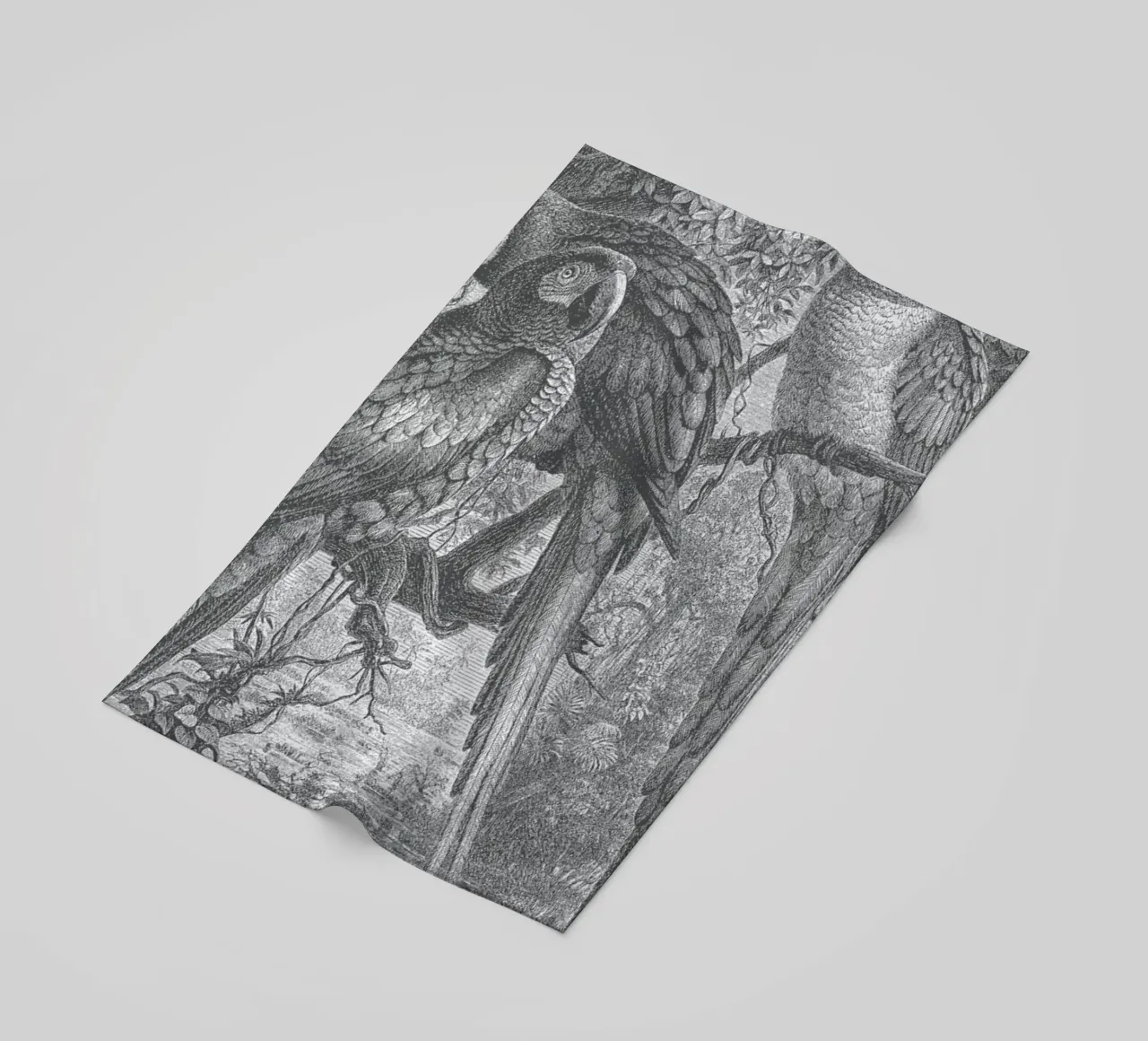 Macaws Parrots telo mare da Astër