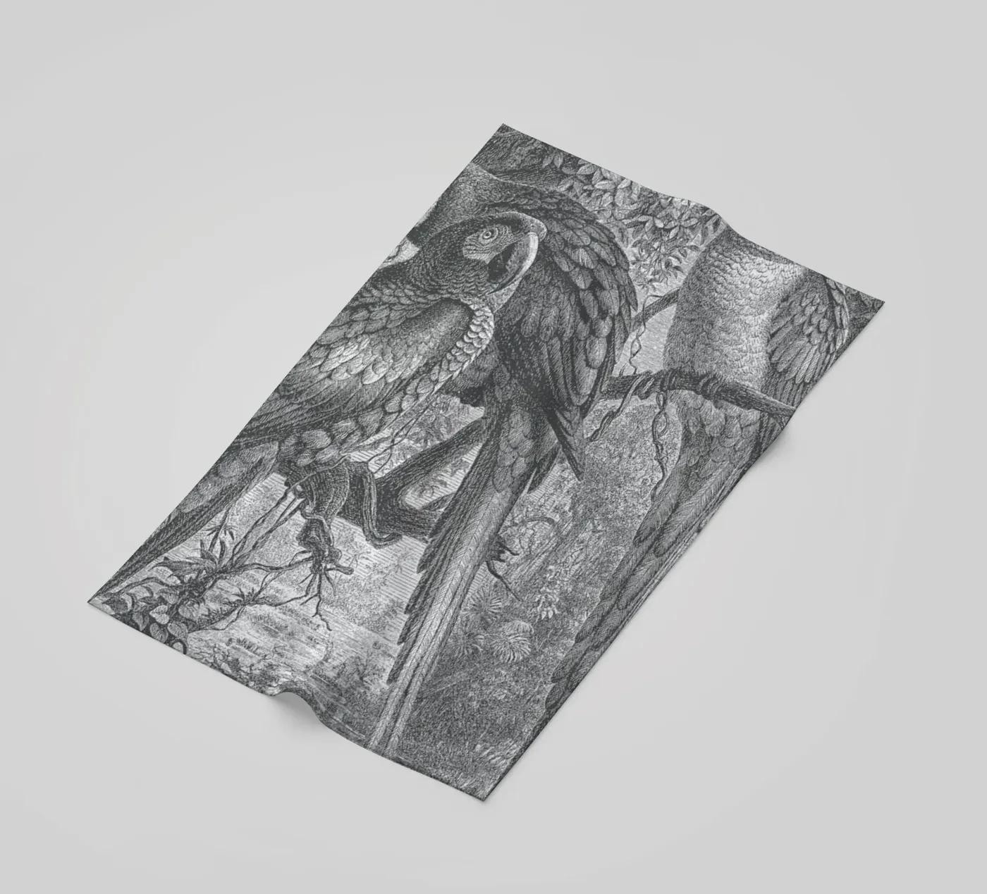 Macaws Parrots telo mare da Astër