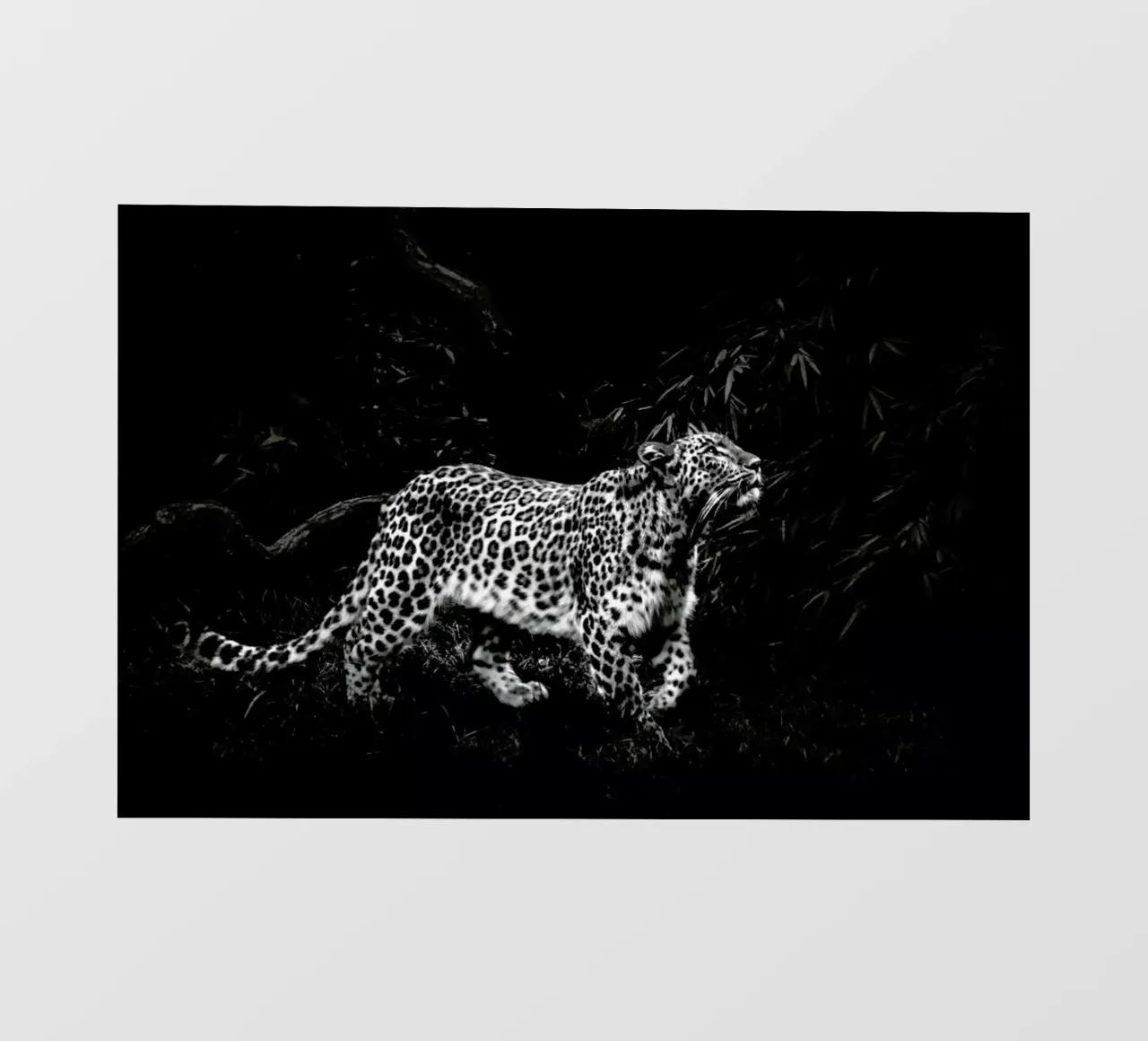 Leopard In Black And White pellicola backlit da Natural Kingdom