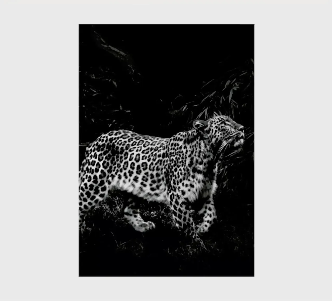 Leopard In Black And White notebook by Natural Kingdom