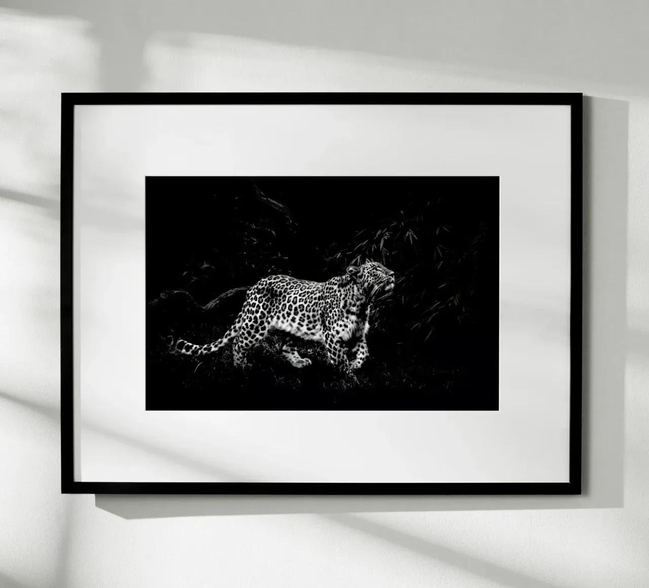 Leopard In Black And White carta hahnemühle da Natural Kingdom