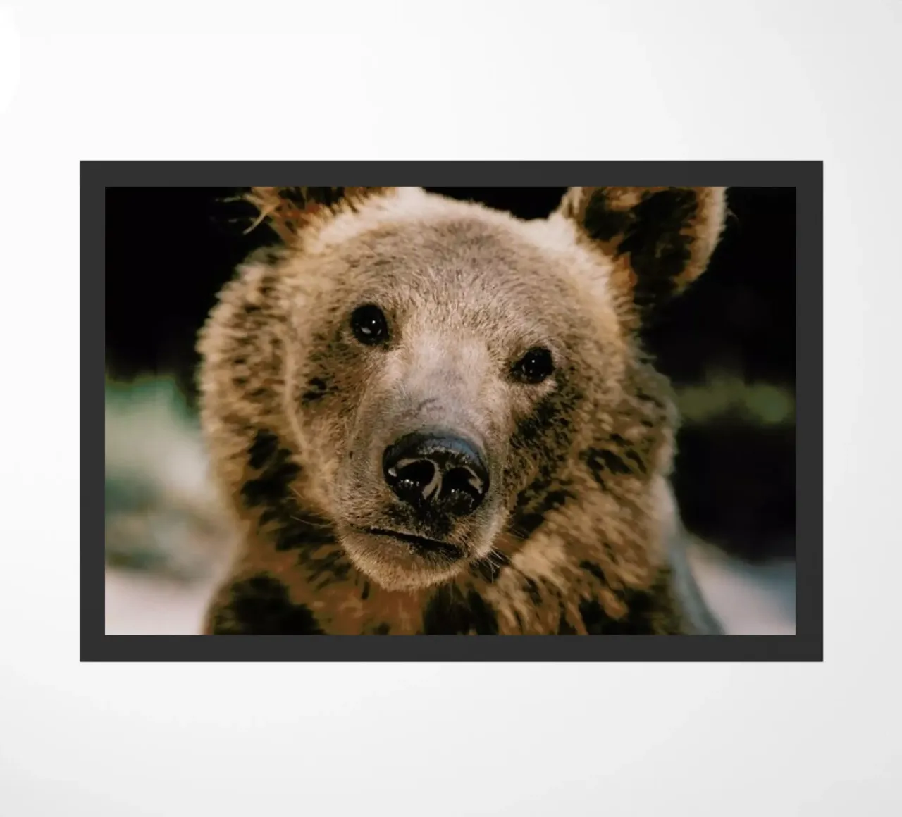 Closer Than You Think zerbino da Natural Kingdom