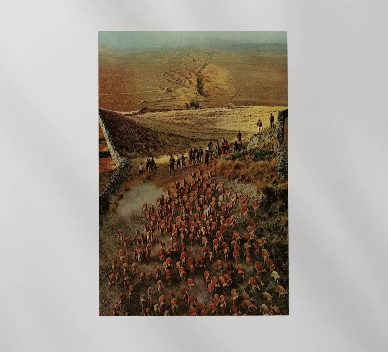 Alpacalypse pellicola backlit da Jesse Treece