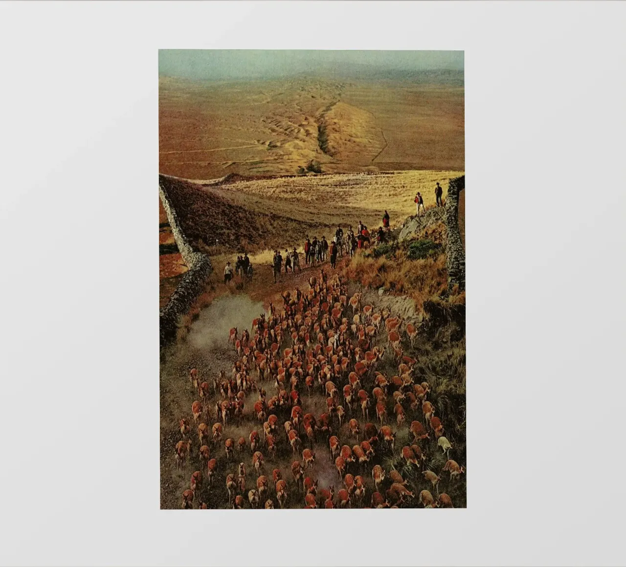 Alpacalypse pellicola backlit da Jesse Treece