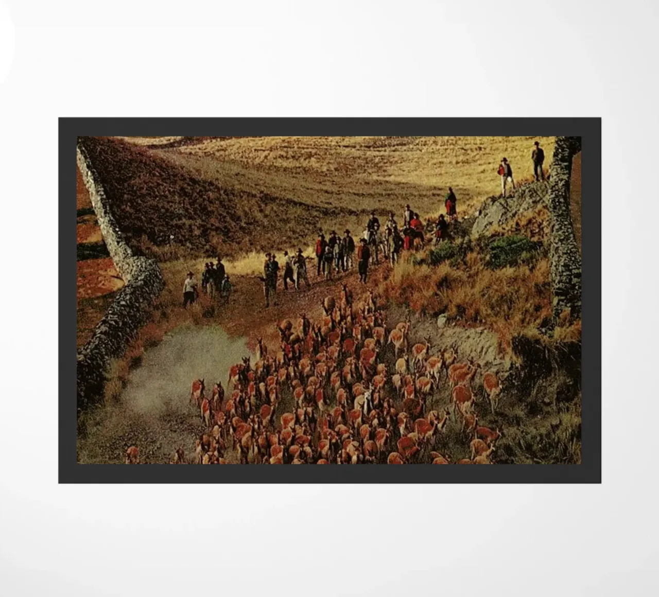 Alpacalypse zerbino da Jesse Treece