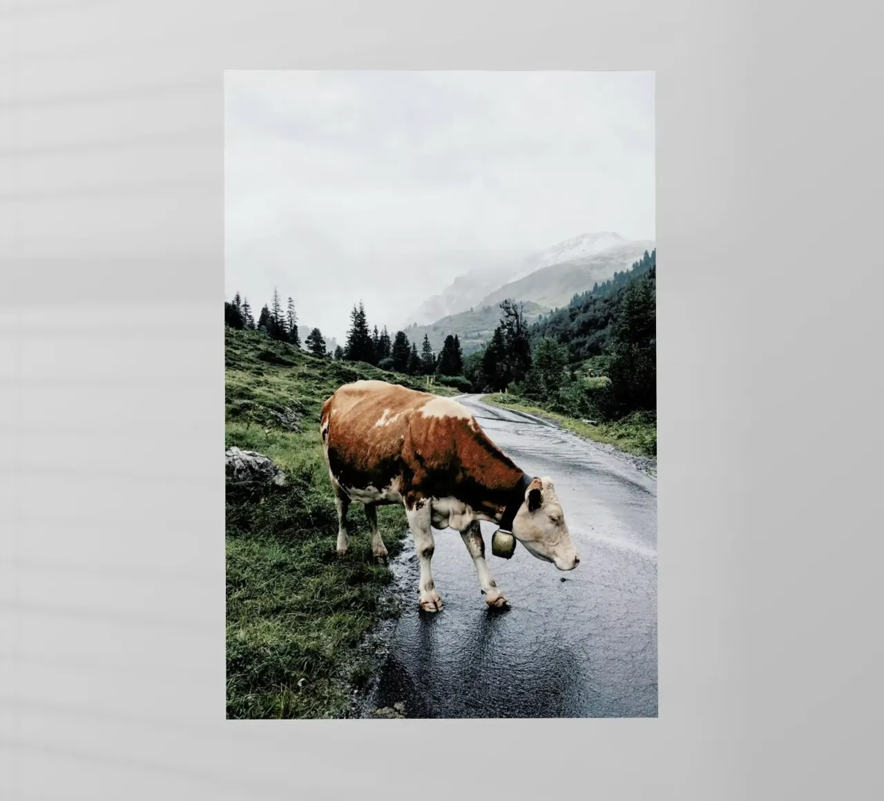 Making Moo-ves pellicola backlit da Natural Kingdom