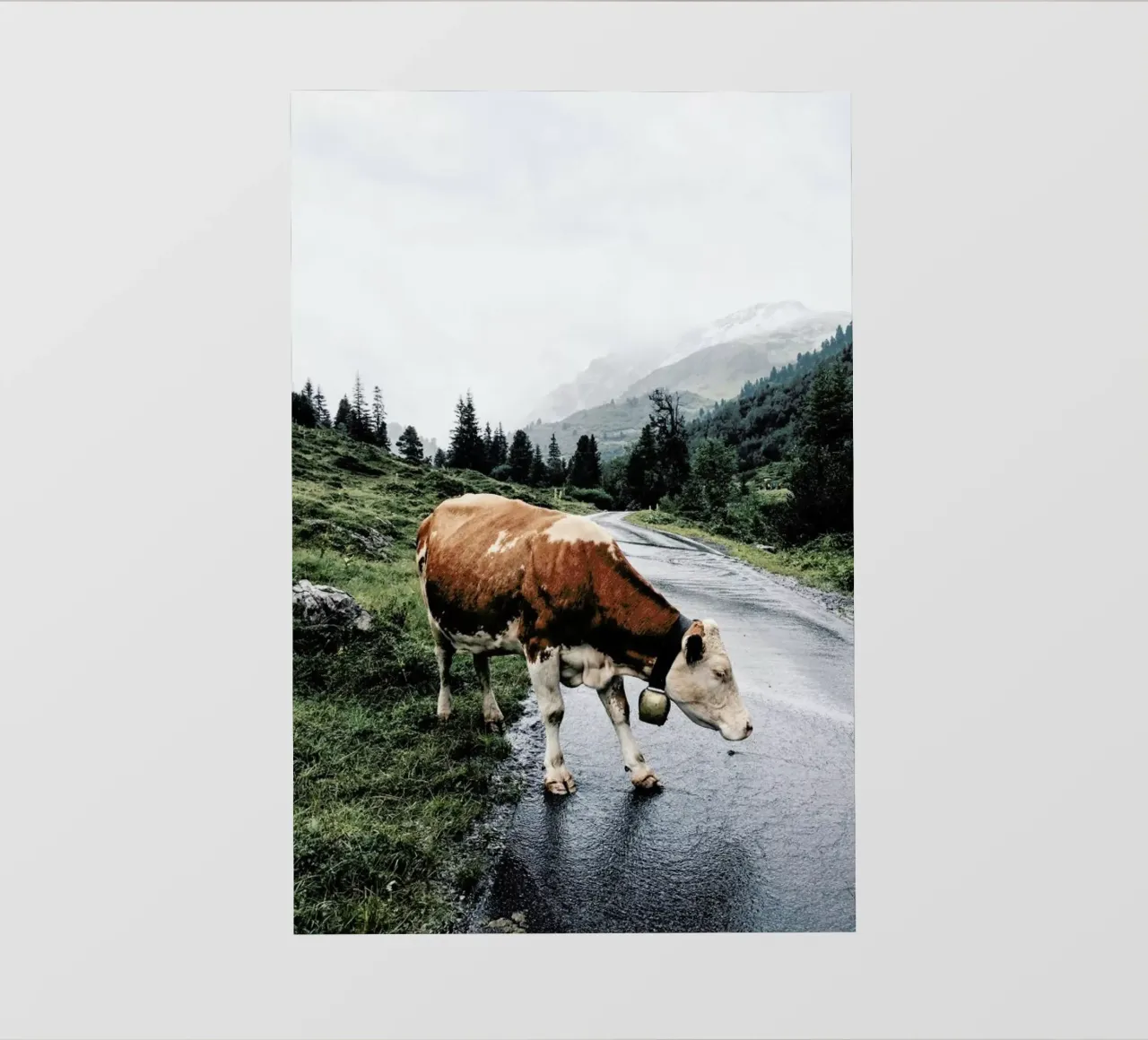 Making Moo-ves pellicola backlit da Natural Kingdom