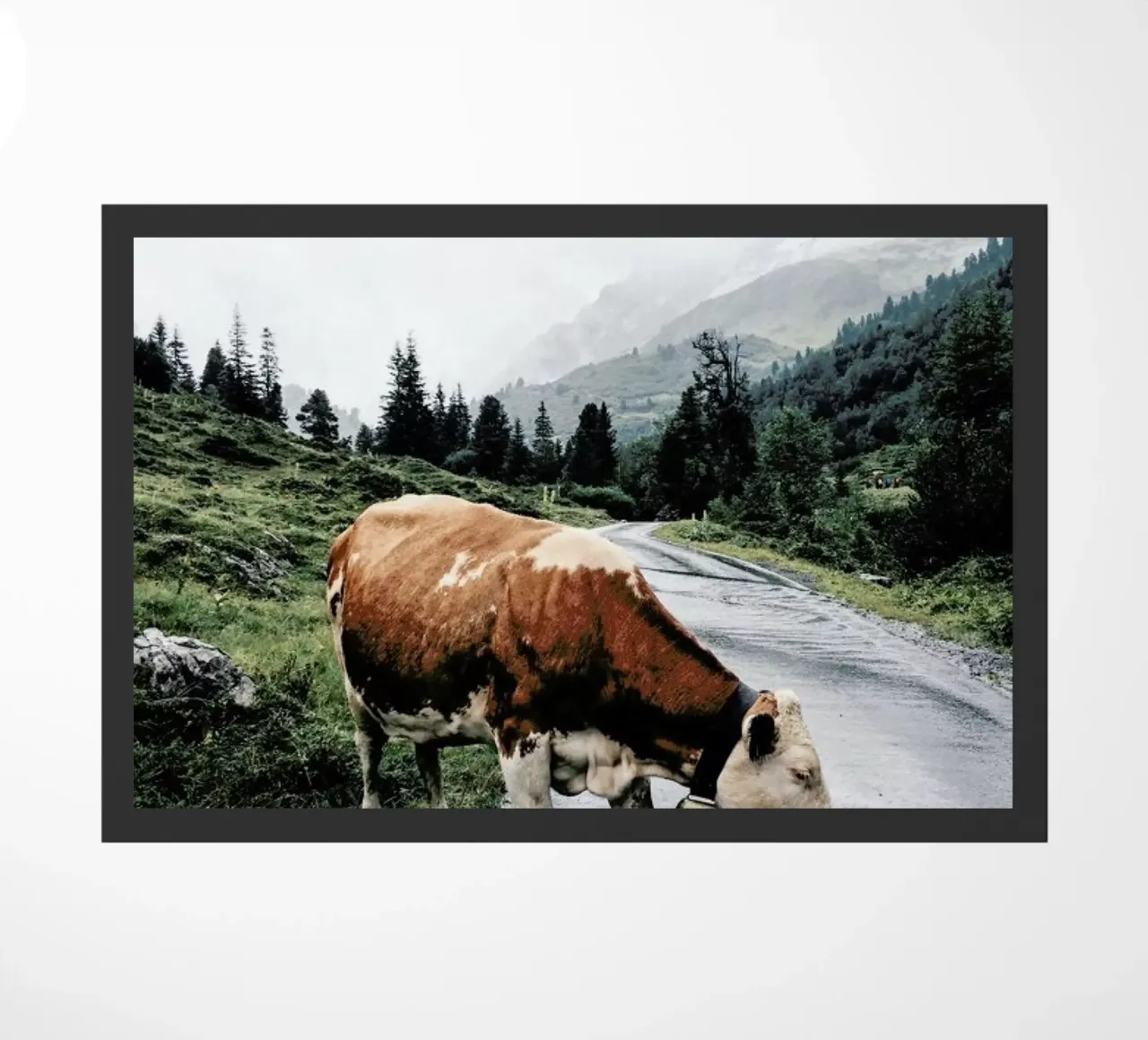 Making Moo-ves zerbino da Natural Kingdom