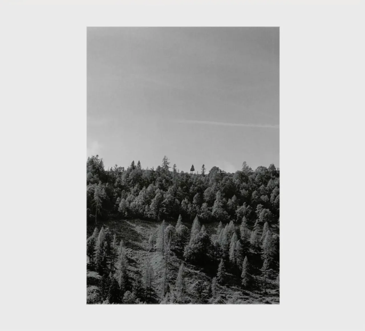 Trees On The Ridge diario da Nur Mut