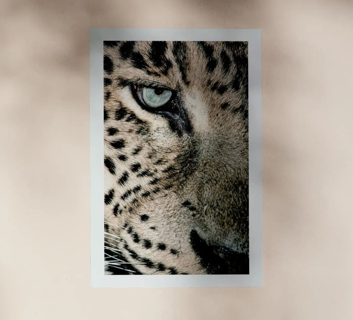 Leopard's Eye pellicola backlit da Natural Kingdom