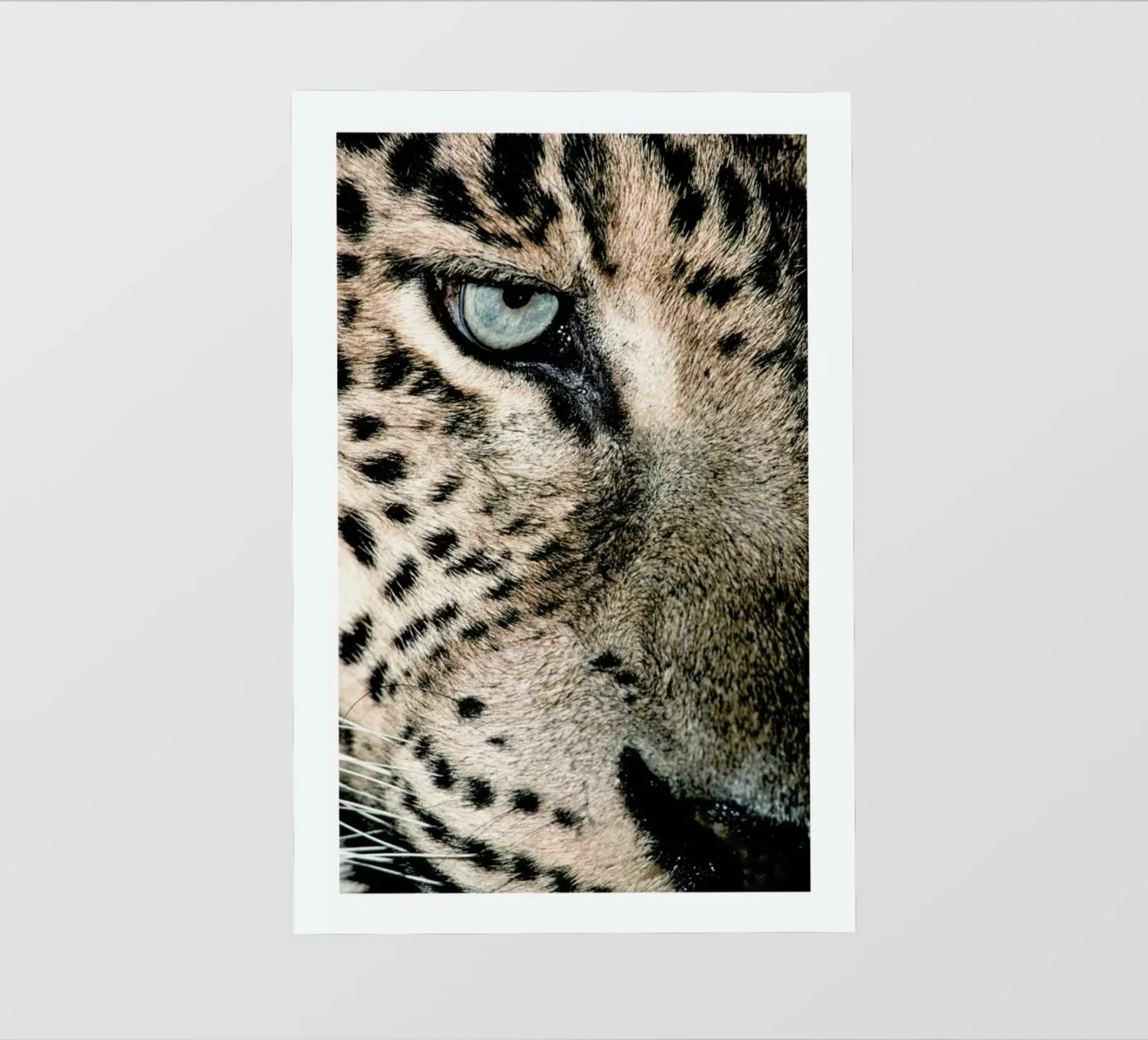 Leopard's Eye pellicola backlit da Natural Kingdom