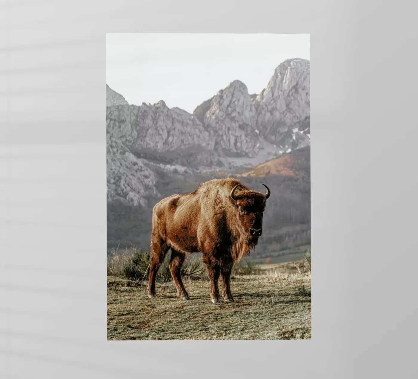 Early Riser pellicola backlit da Natural Kingdom