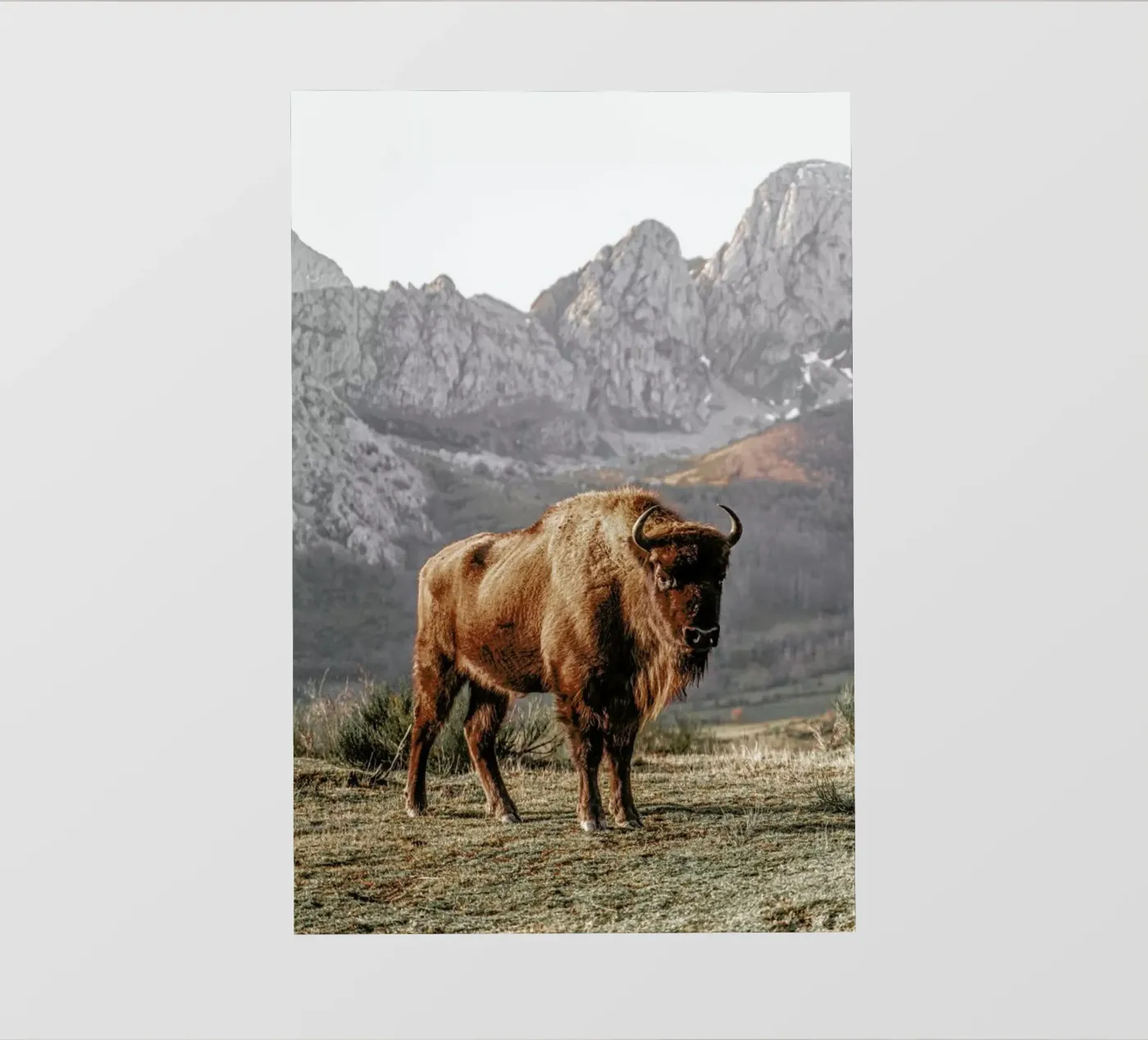 Early Riser backlit folie van Natural Kingdom
