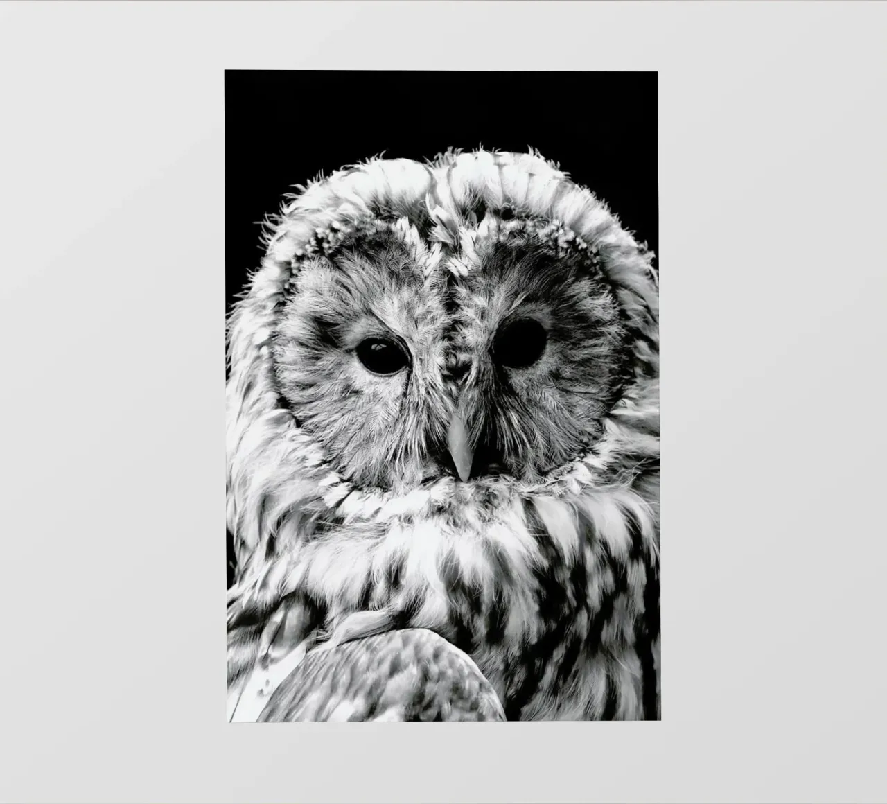 Wise Owl pellicola backlit da Natural Kingdom