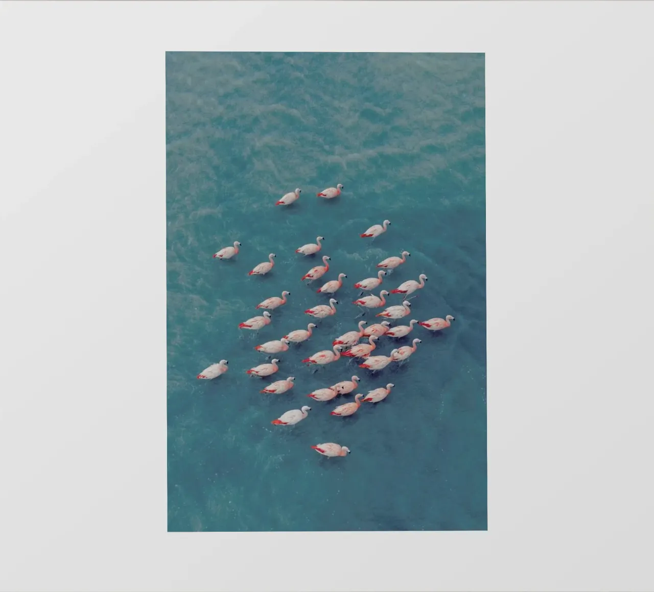 Flamingo Friends @KevinZaouali telo in pvc da EyeEm Mobile GmbH