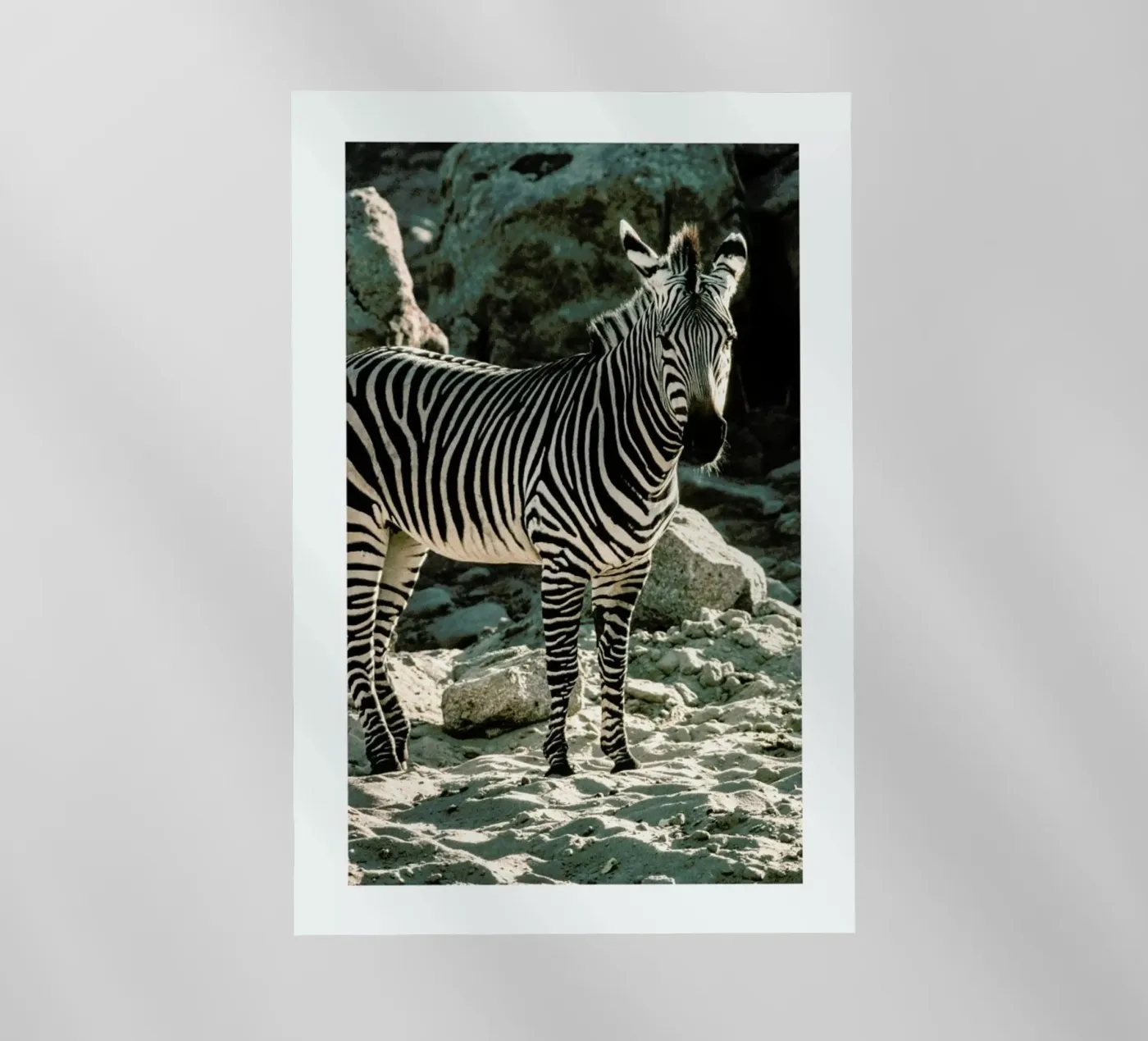 Zebra pellicola backlit da Natural Kingdom