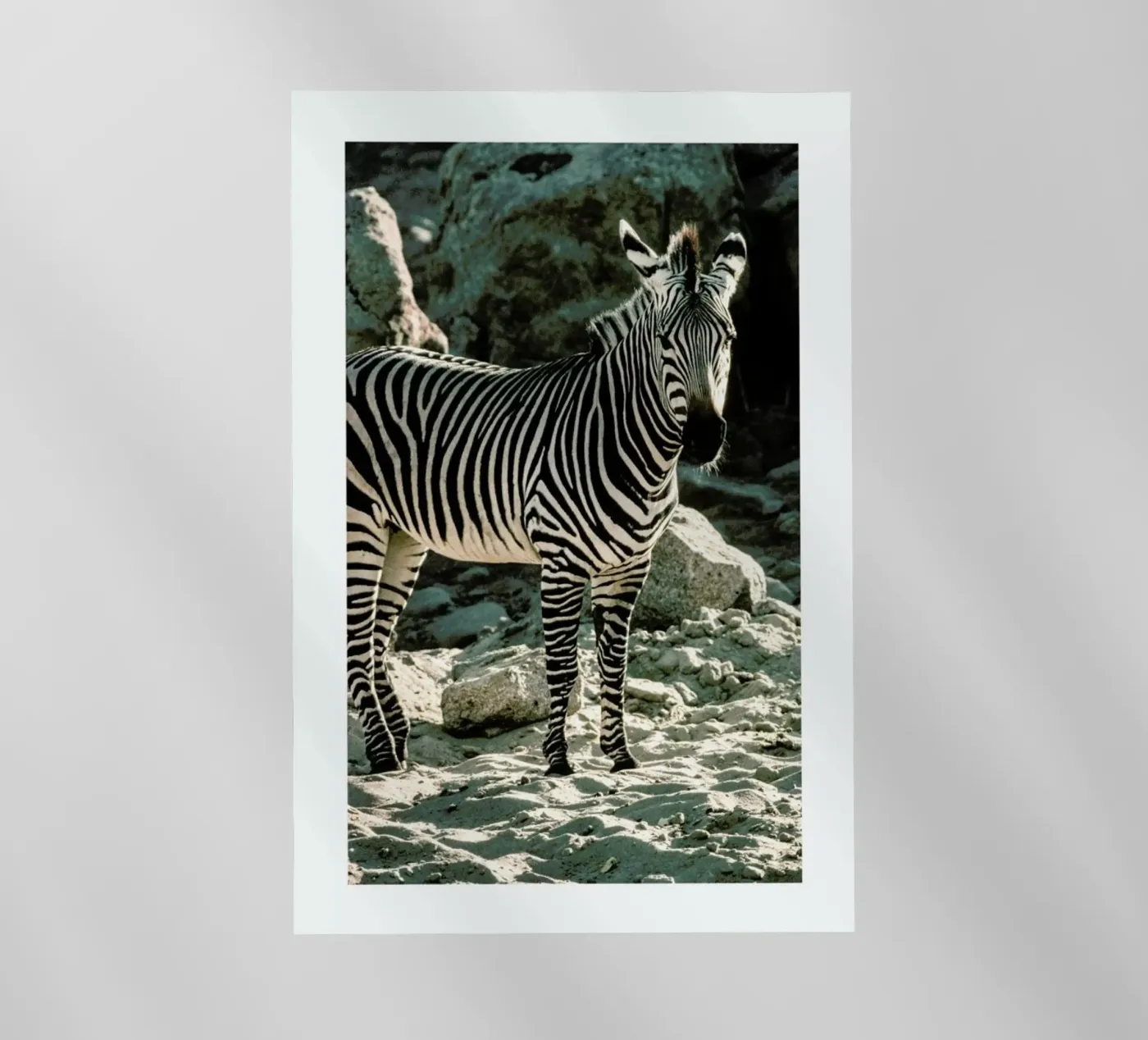 Zebra pellicola backlit da Natural Kingdom