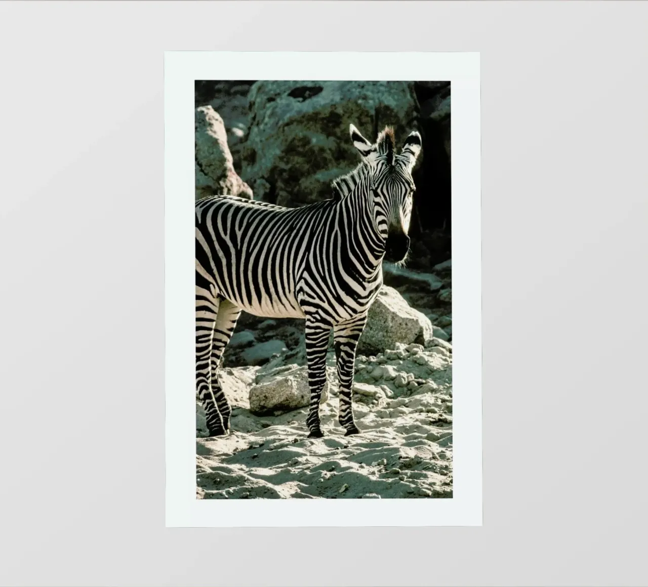 Zebra pellicola backlit da Natural Kingdom