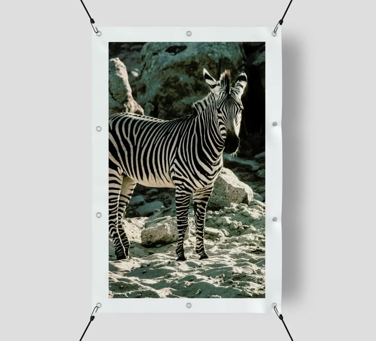 Zebra telo in pvc da Natural Kingdom