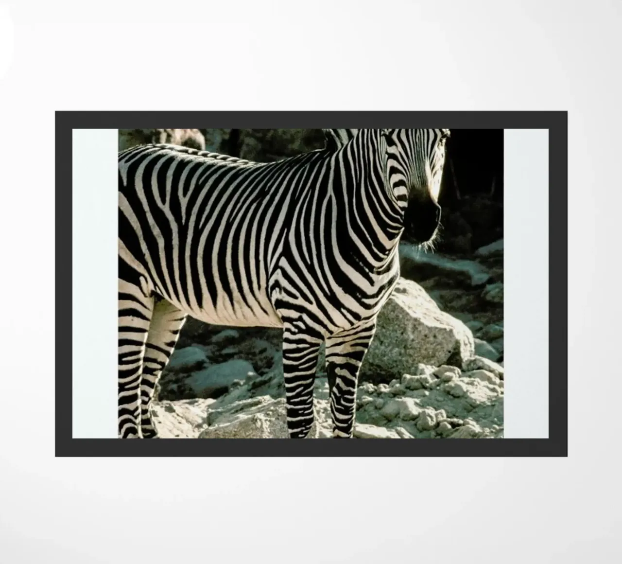 Zebra doormat by Natural Kingdom