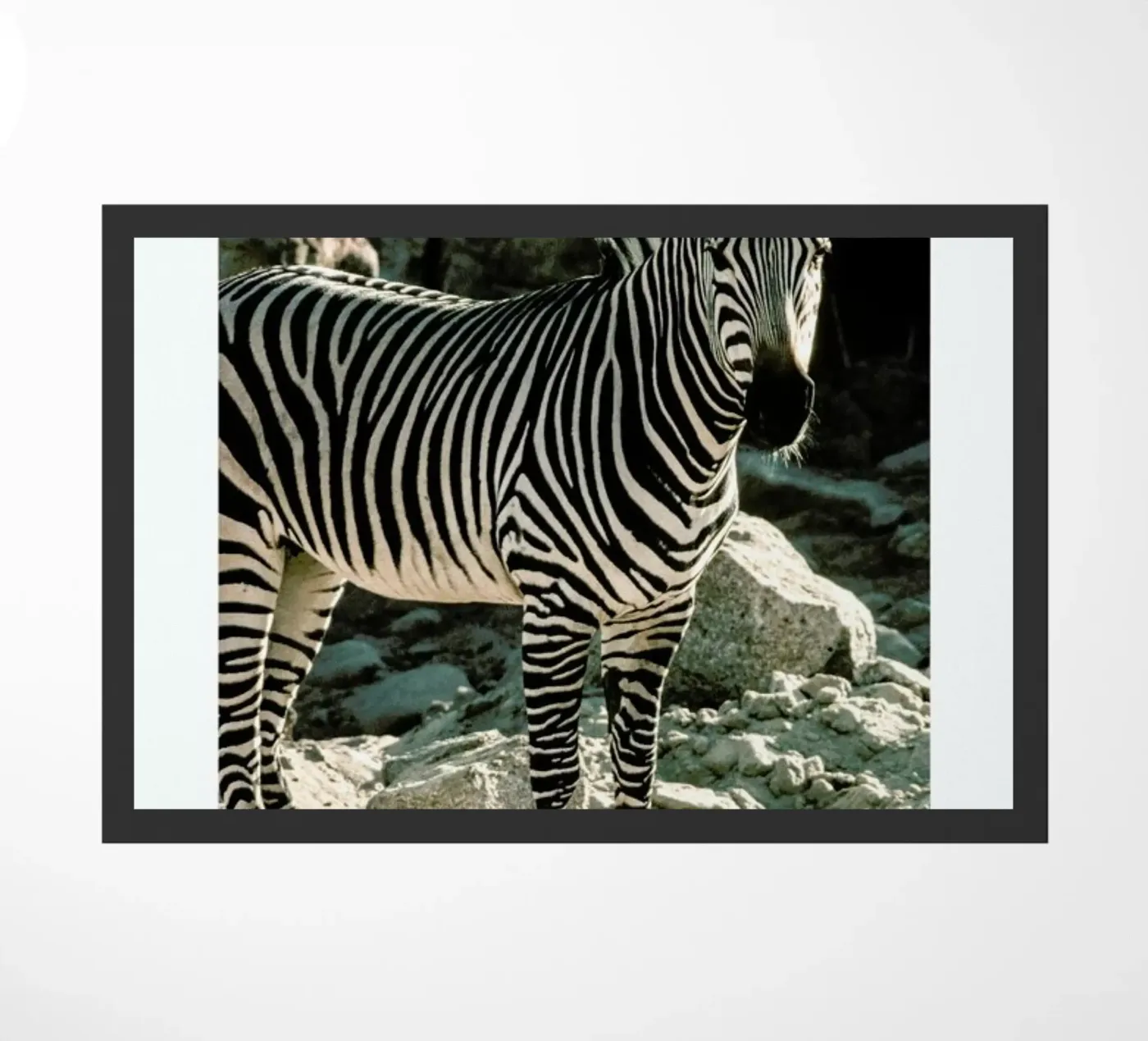 Zebra doormat by Natural Kingdom