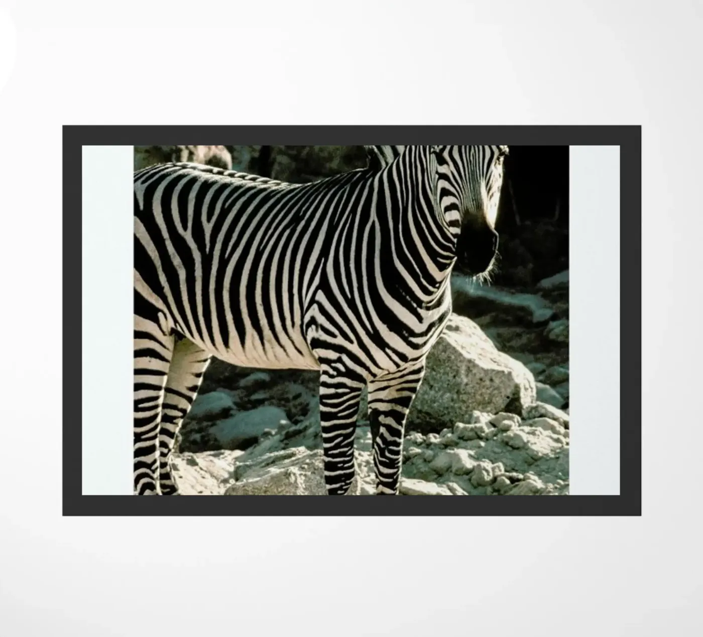 Zebra deurmat van Natural Kingdom
