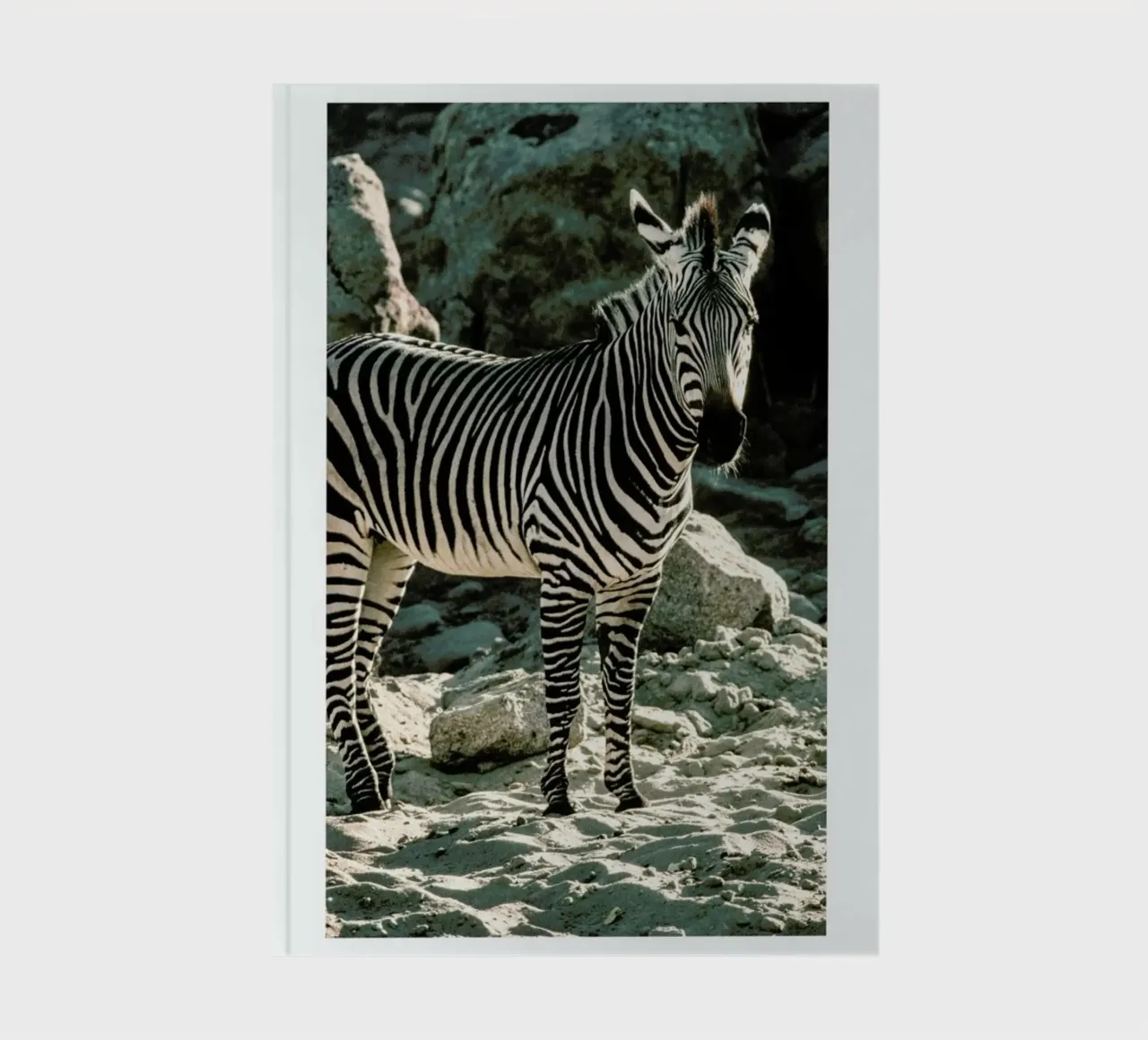 Zebra notebook by Natural Kingdom