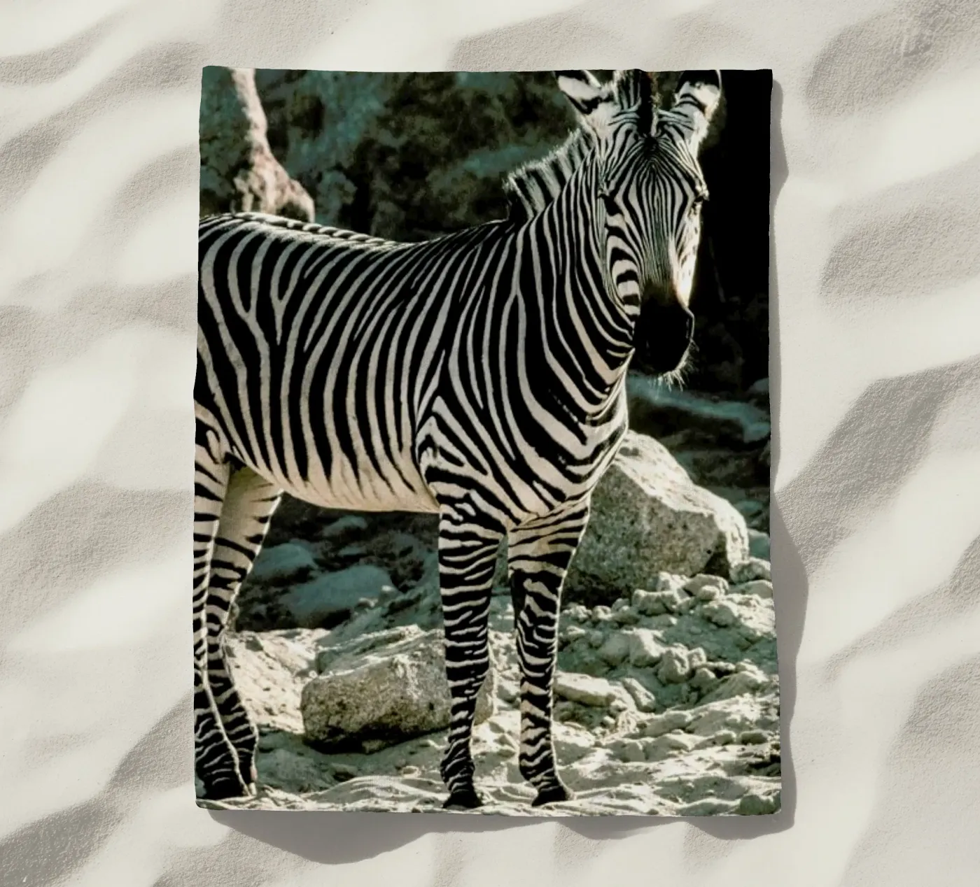 Zebra telo mare da Natural Kingdom