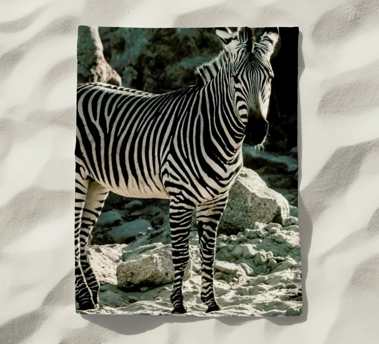 Zebra telo mare da Natural Kingdom