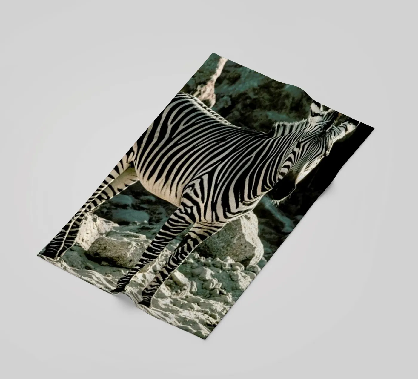 Zebra telo mare da Natural Kingdom