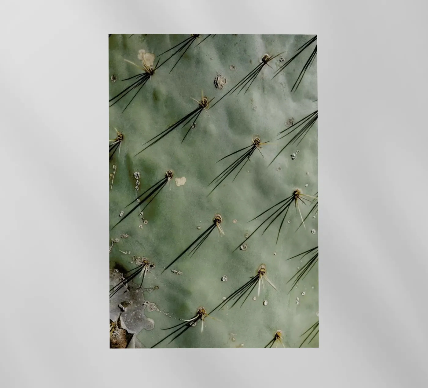 Prickle pellicola backlit da Chris Abatzis