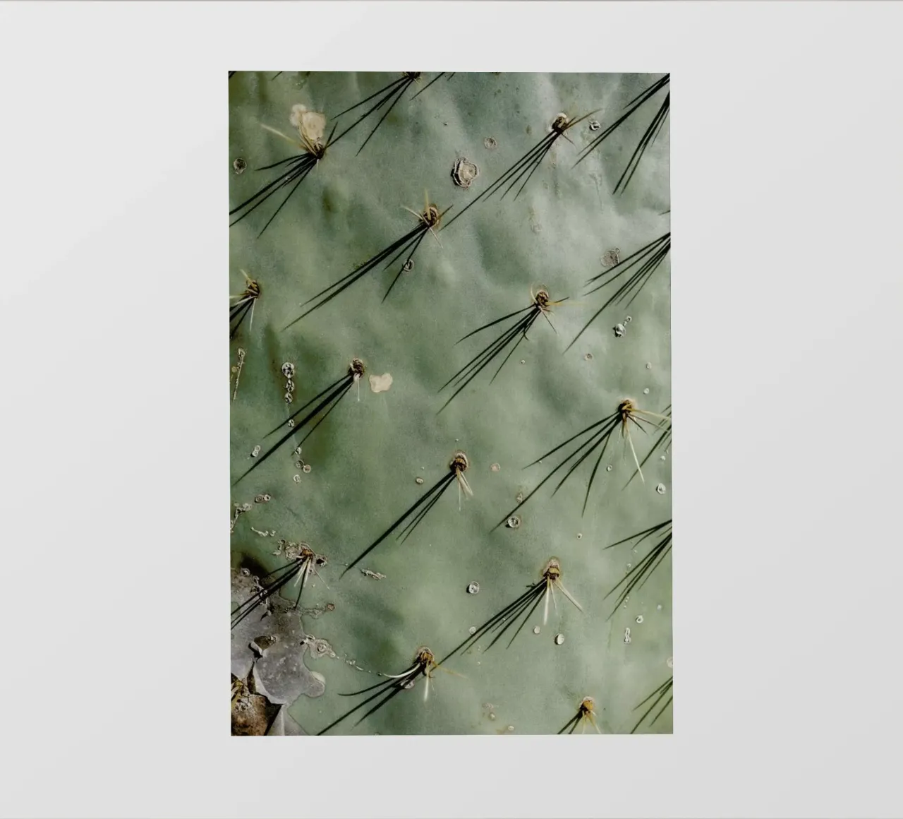 Prickle pellicola backlit da Chris Abatzis