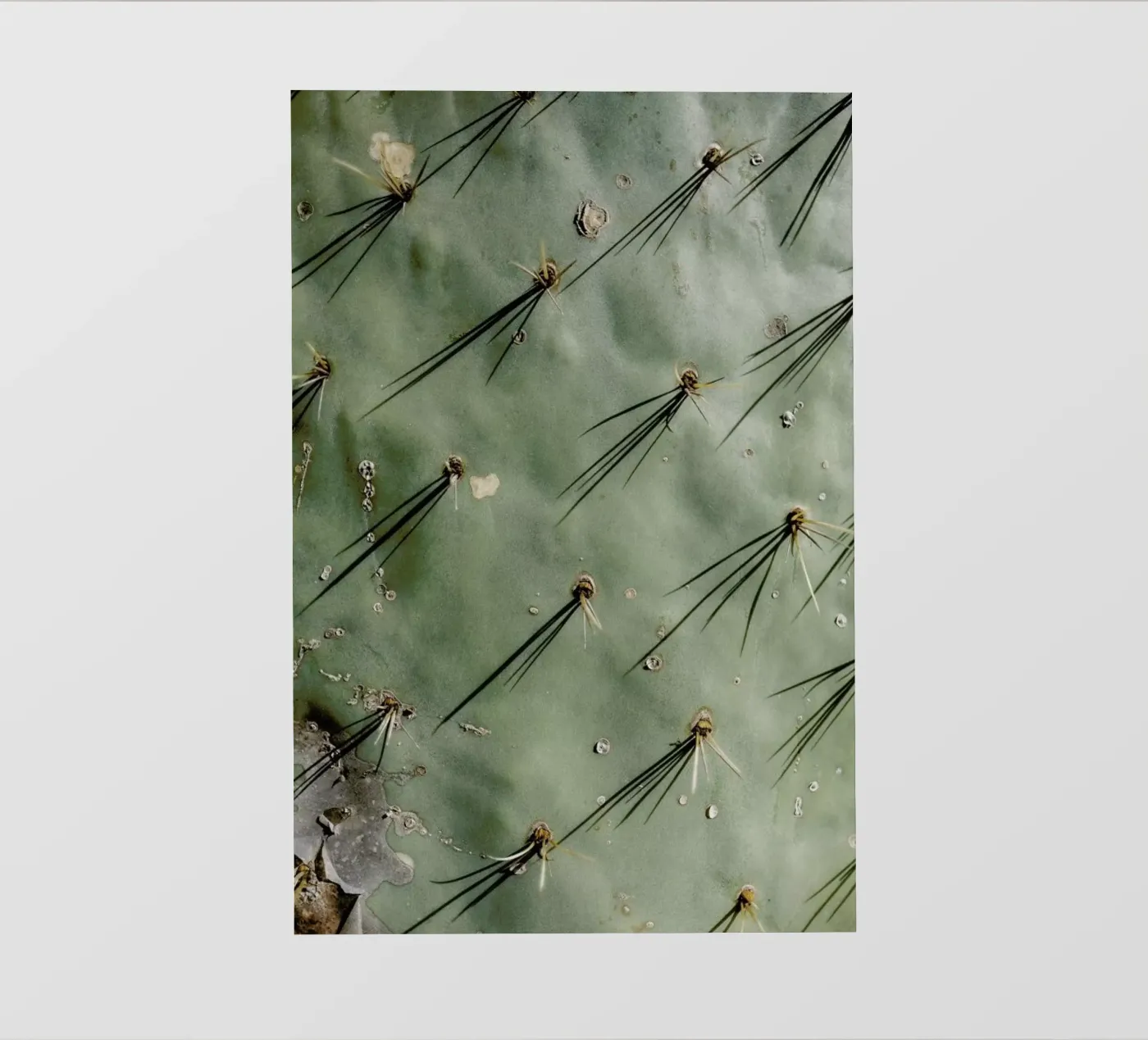 Prickle pellicola backlit da Chris Abatzis