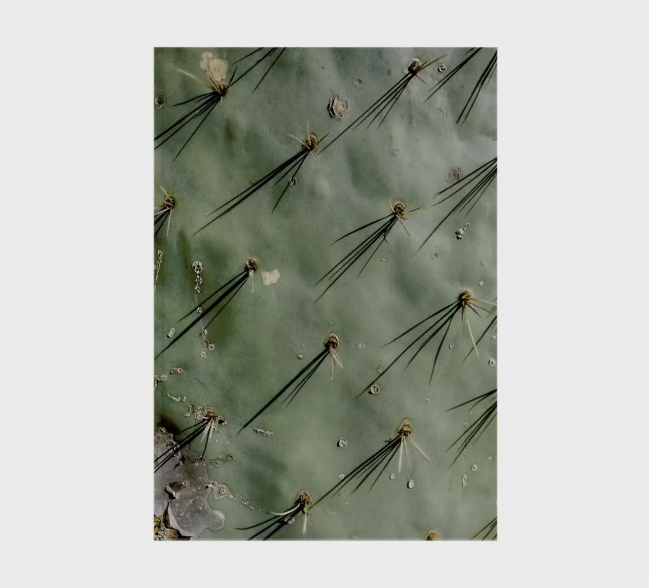 Prickle notebook by Chris Abatzis