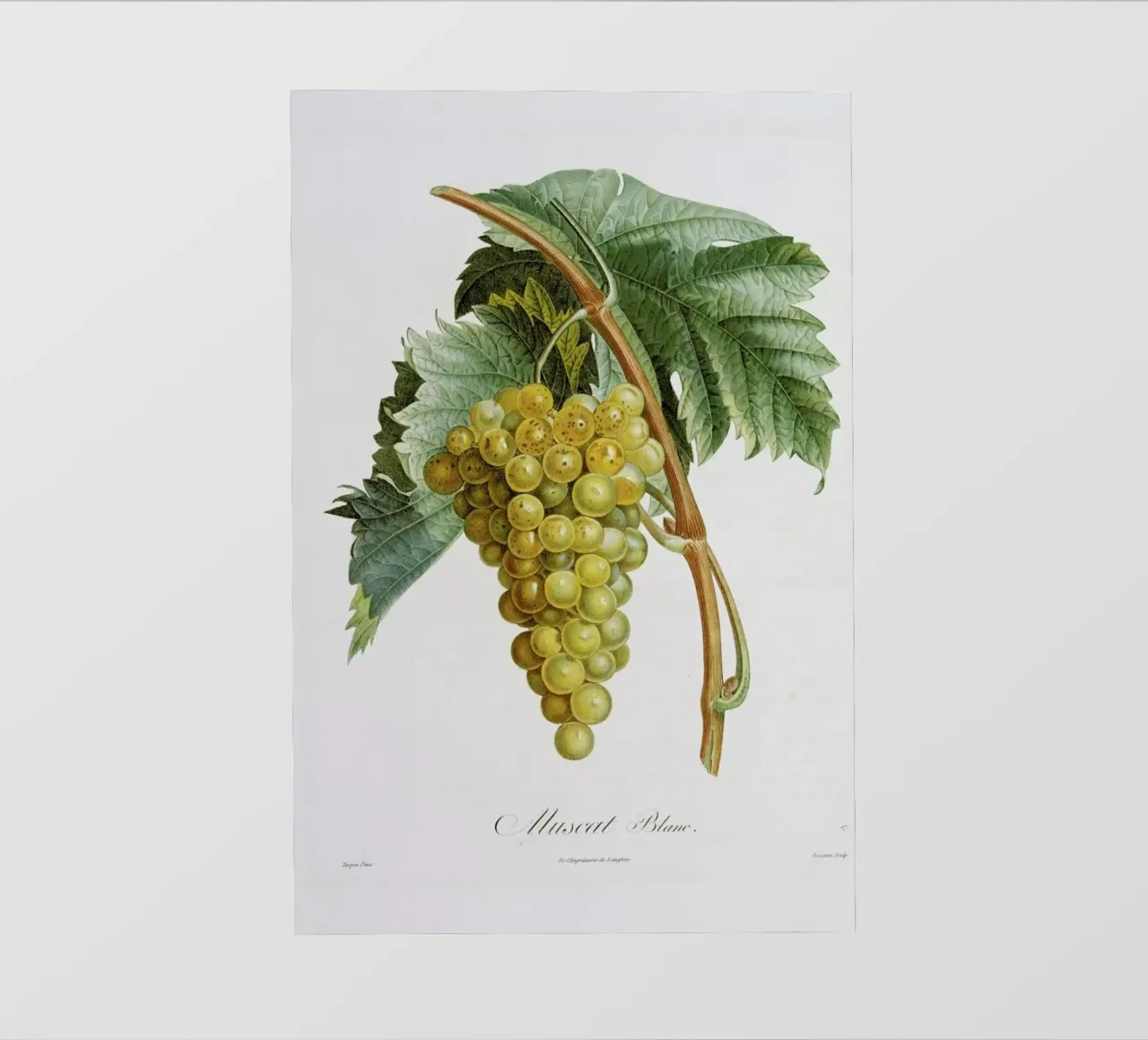 Turpin - White Grape Muscat Blanc pellicola backlit da ARTOTHEK