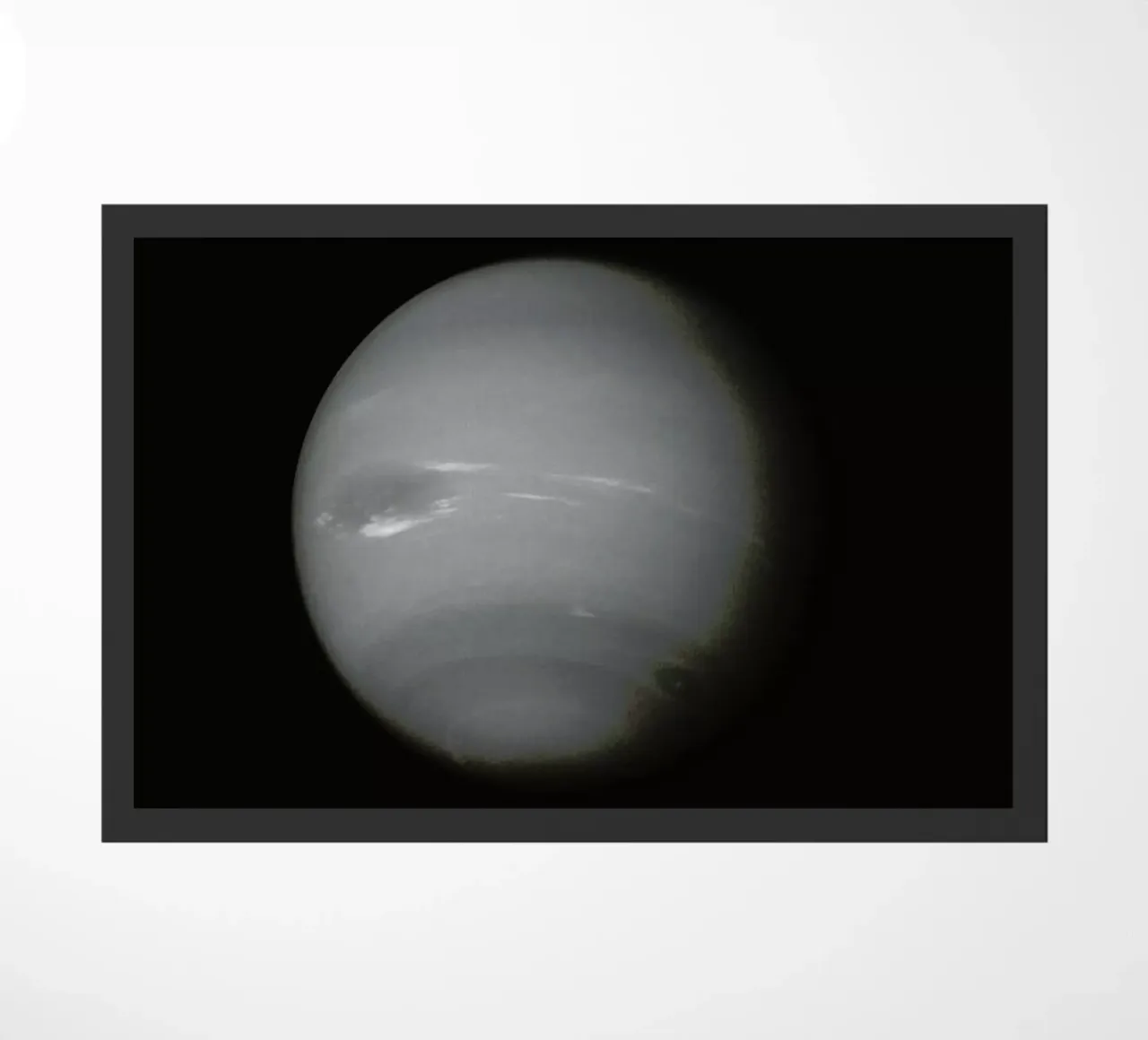 Neptune zerbino da Florent Bodart